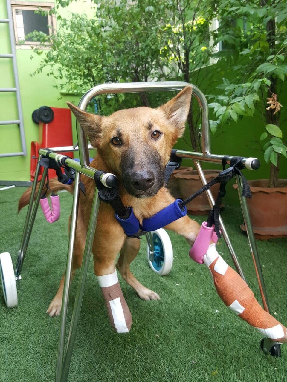 Soi Dog Foundation