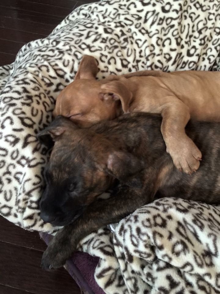 Rescue Dogs Rock NYC