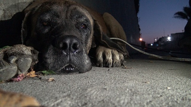 Hope For Paws