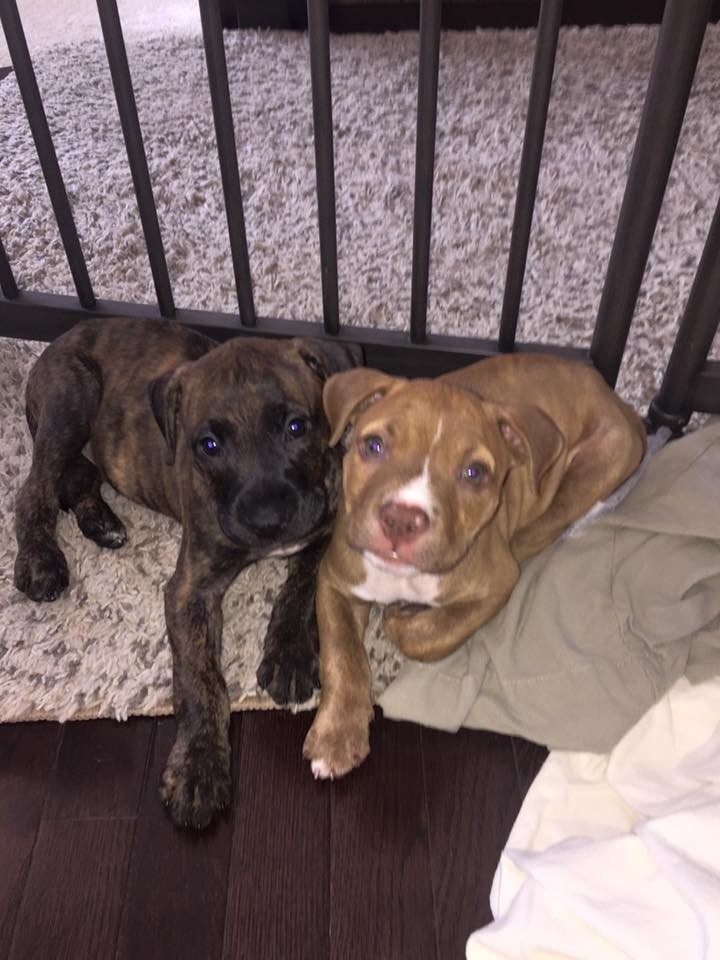 Rescue Dogs Rock NYC