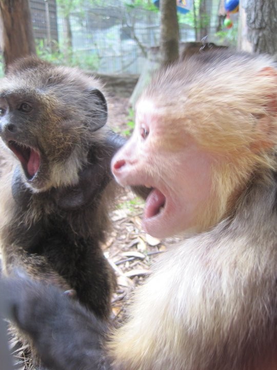 Jungle Friends Primate Sanctuary