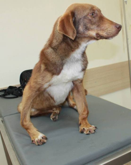 Rudozem Street Dog Rescue