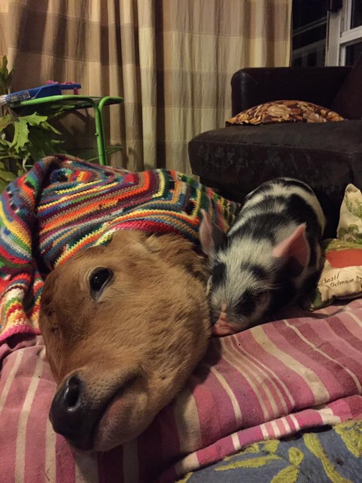 Sugarshine Sanctuary