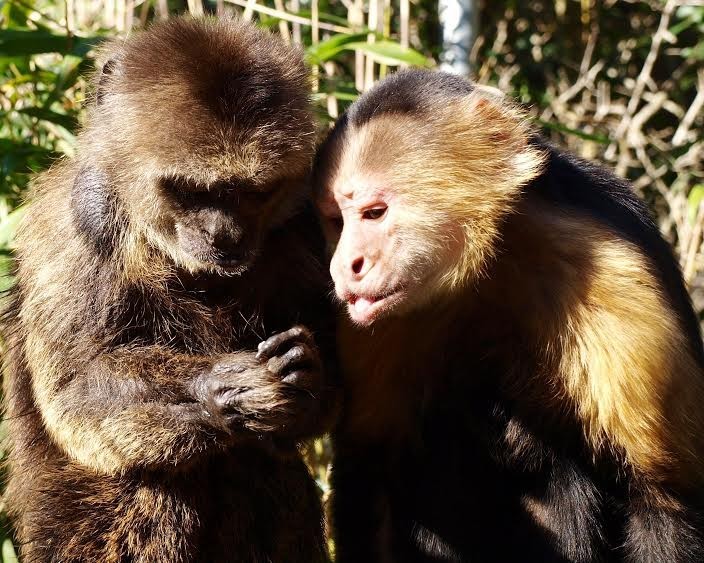 Jungle Friends Primate Sanctuary