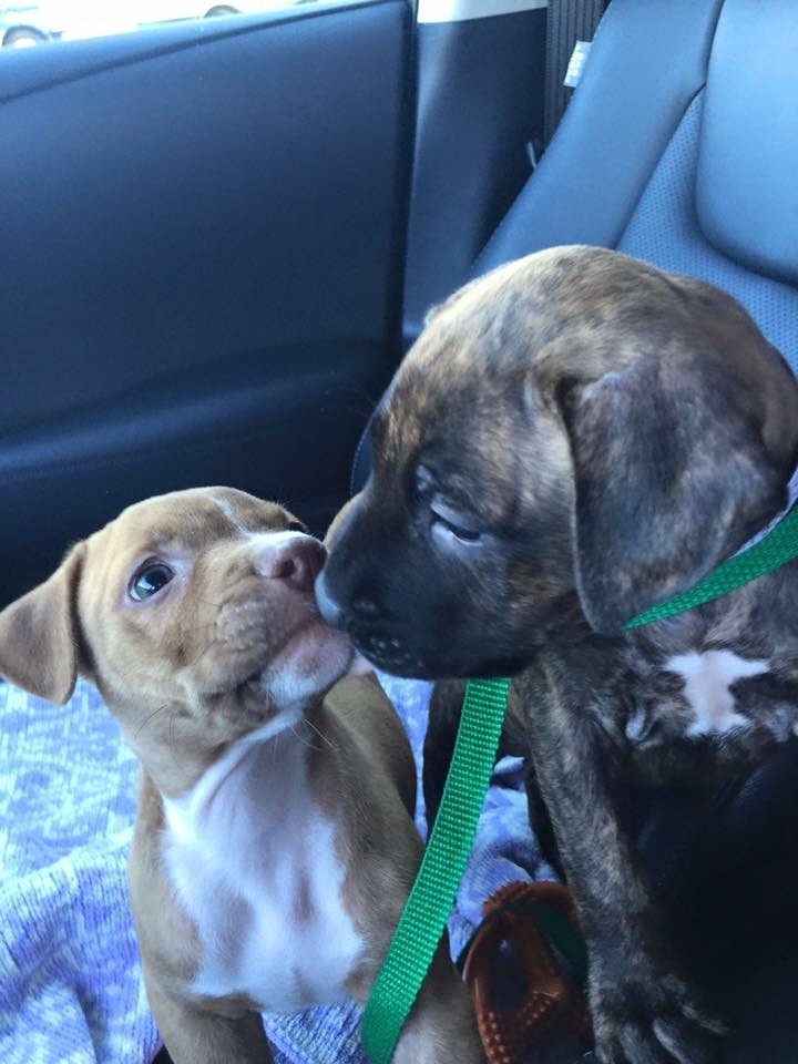 Rescue Dogs Rock NYC