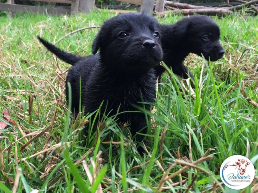 Juliana's Animal Sanctuary