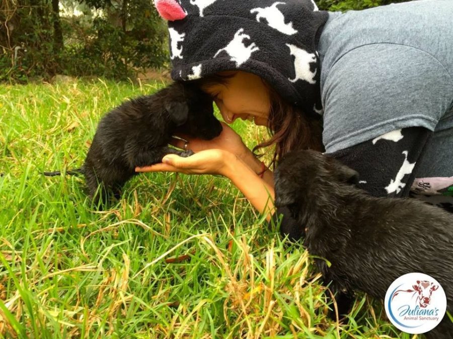 Juliana's Animal Sanctuary