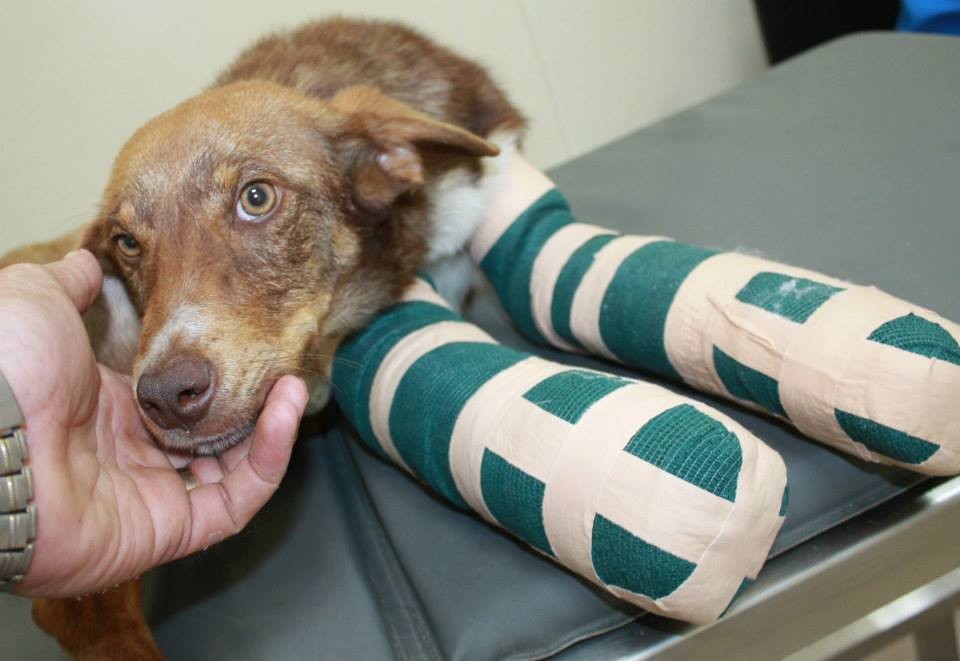 Rudozem Street Dog Rescue