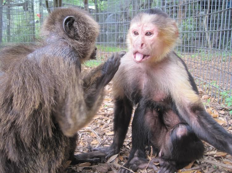 Jungle Friends Primate Sanctuary