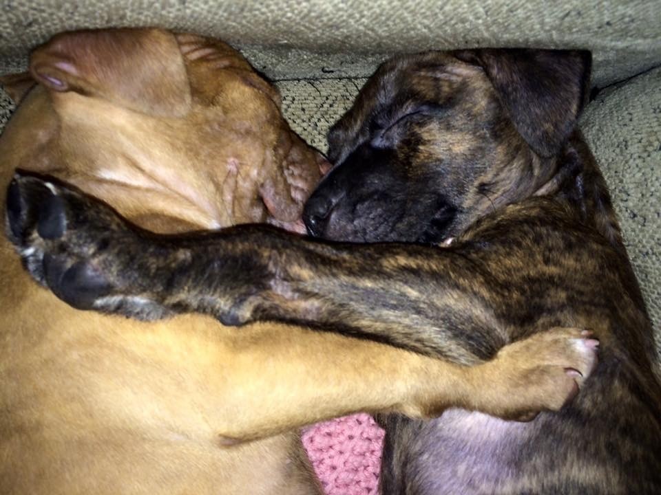 Rescue Dogs Rock NYC