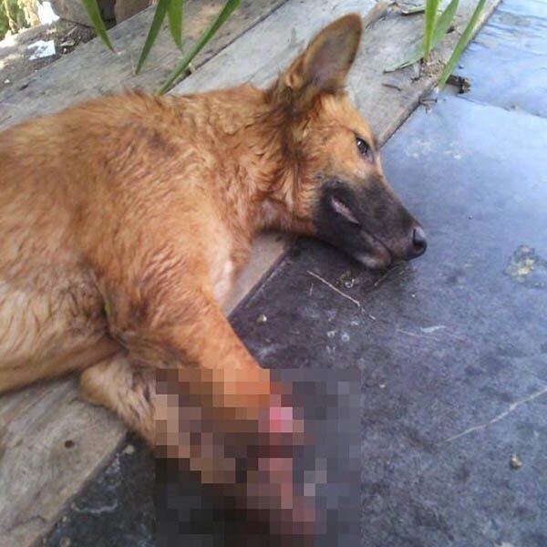 Soi Dog Foundation