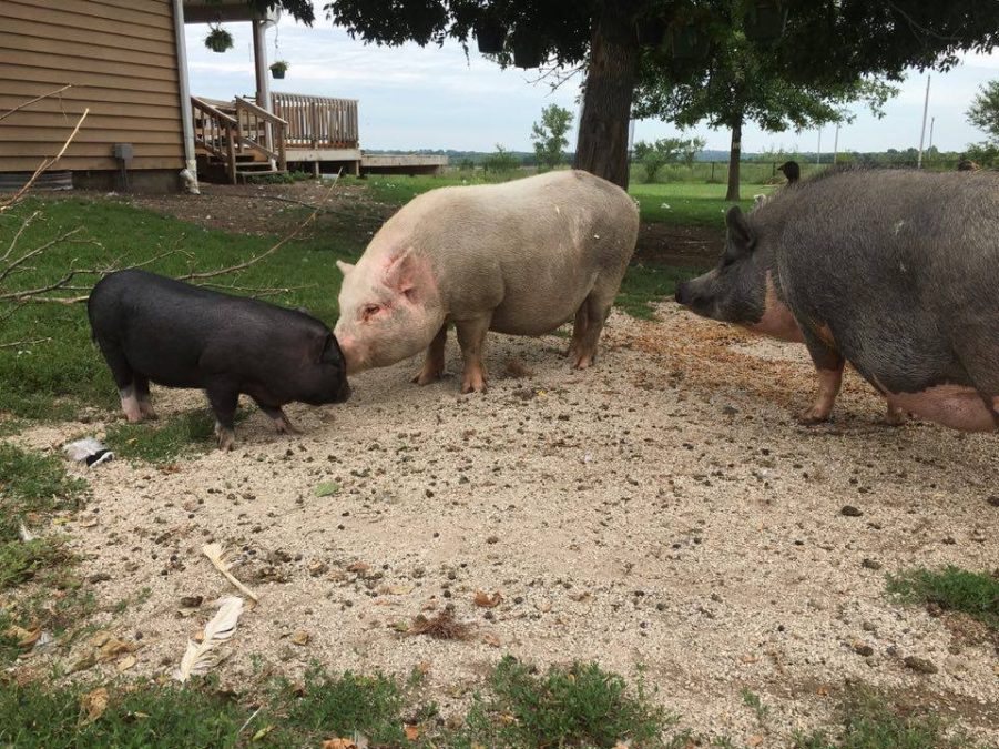 Photo credit: TALLGRASS PARROT SANCTUARY