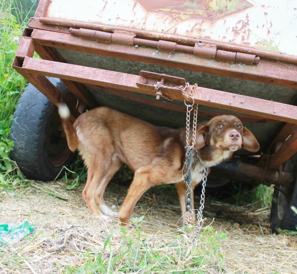 Rudozem Street Dog Rescue