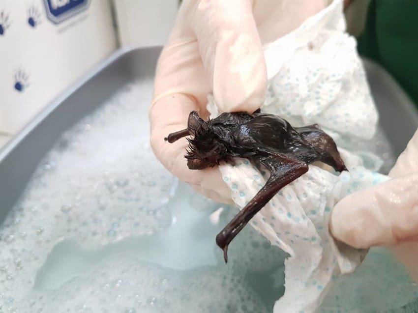 Photo credit: RSPCA West Hatch Wildlife