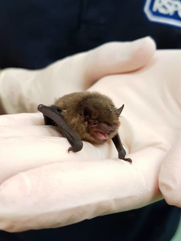 Photo credit: RSPCA West Hatch Wildlife