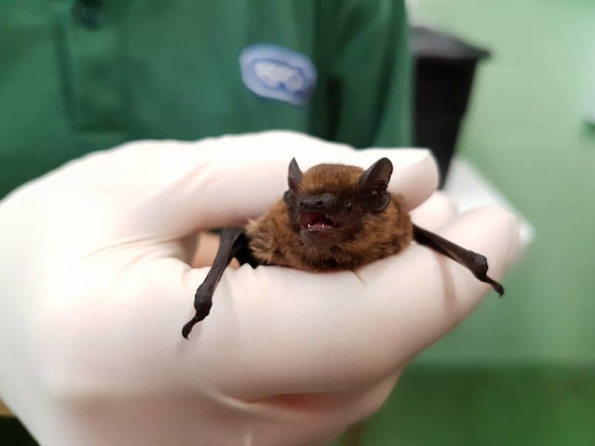 Photo credit: RSPCA West Hatch Wildlife