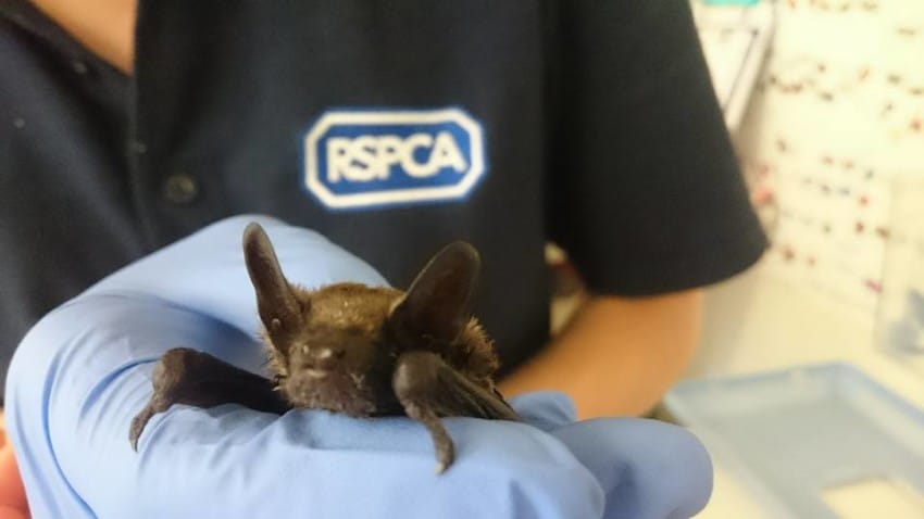 Photo credit: RSPCA West Hatch Wildlife