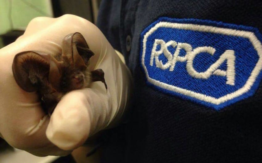 Photo credit: RSPCA West Hatch Wildlife