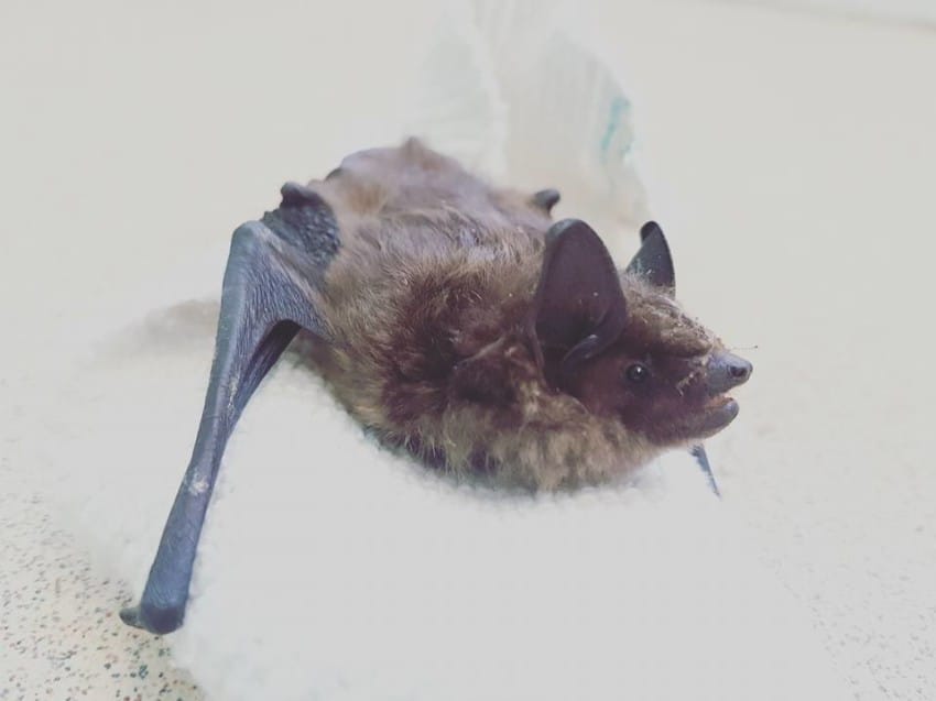 Photo credit: RSPCA West Hatch Wildlife