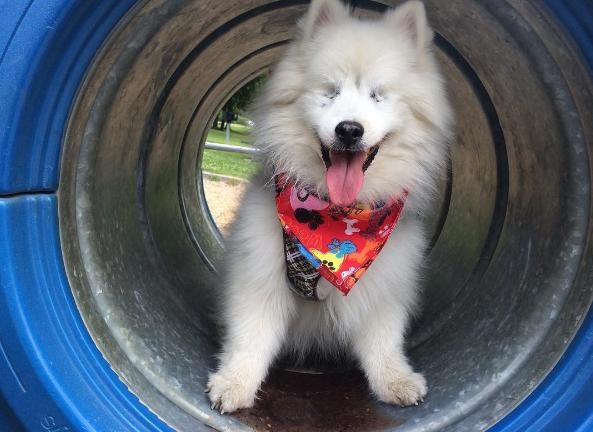 PHOTO CREDIT: INSTAGRAM/THE.FLUFFY.DUO