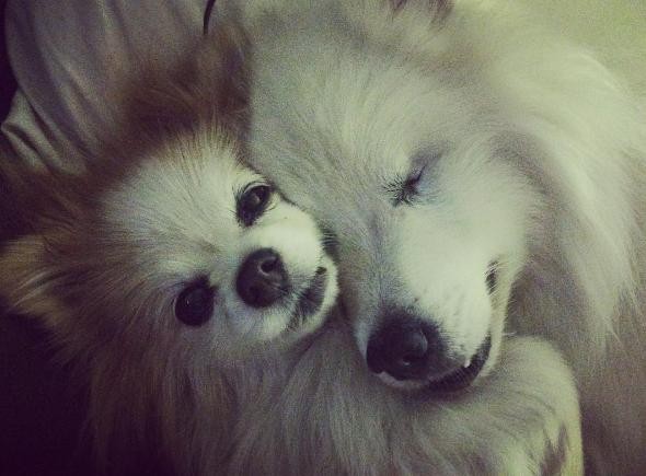 PHOTO CREDIT: INSTAGRAM/THE.FLUFFY.DUO