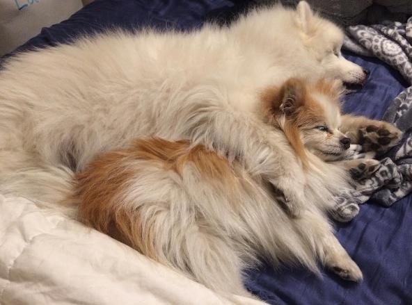 PHOTO CREDIT: INSTAGRAM/THE.FLUFFY.DUO