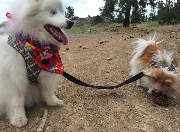 PHOTO CREDIT: INSTAGRAM/THE.FLUFFY.DUO