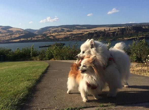 PHOTO CREDIT: INSTAGRAM/THE.FLUFFY.DUO