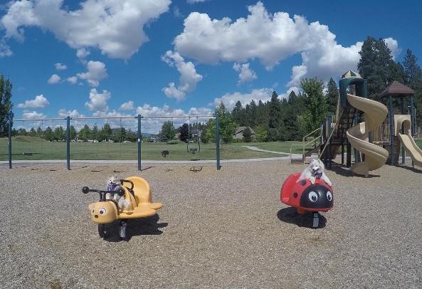 PHOTO CREDIT: INSTAGRAM/THE.FLUFFY.DUO