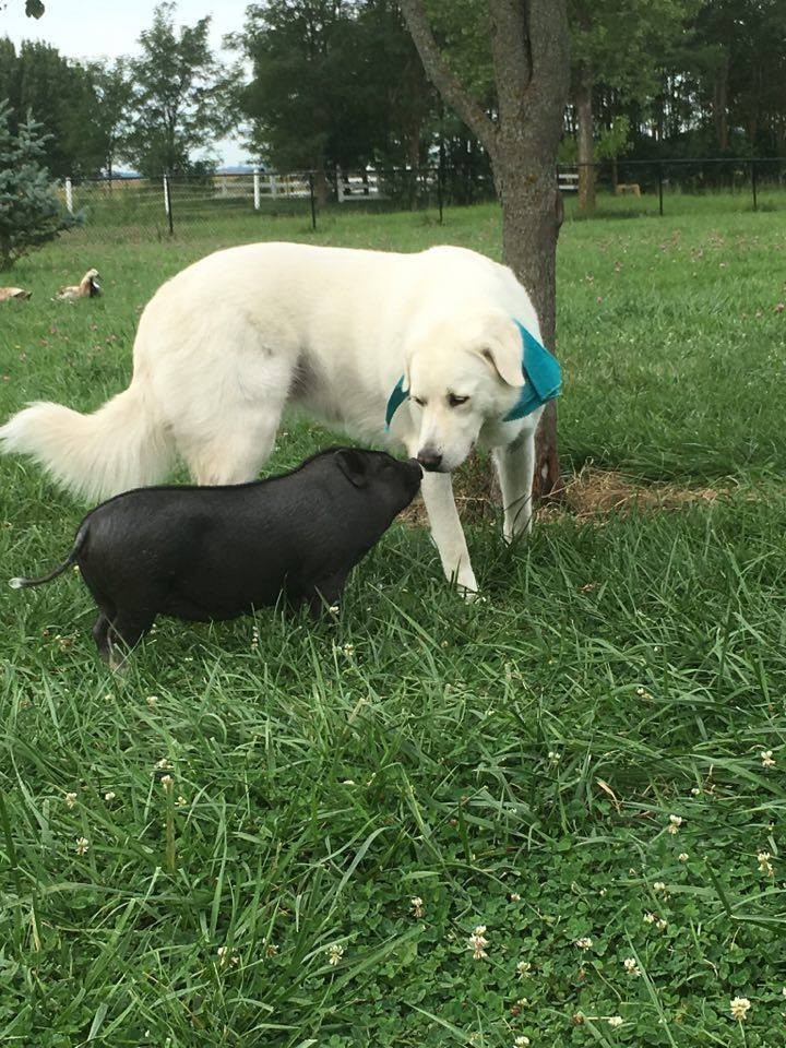 Photo credit: TALLGRASS PARROT SANCTUARY