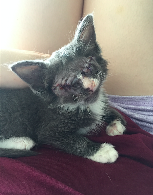 Braille the kitten
