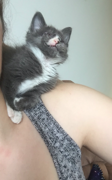 Braille the kitten
