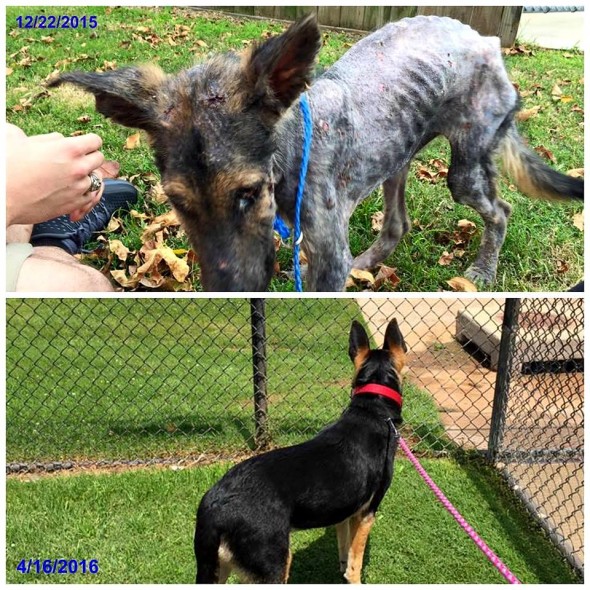 Photo credit: Val’s Pals GSD and Large Breed Rescue