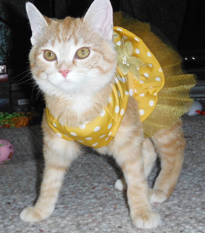 Frosty looks like a completely different cat! Photo credit: Frosty The Kitten's Facebook Page