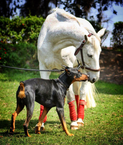 Instagram: thedobieteam