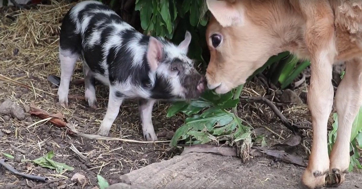 Sugarshine Sanctuary
