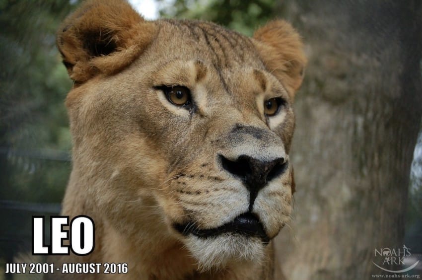 Photo credit: Noah's Ark Animal Sanctuary