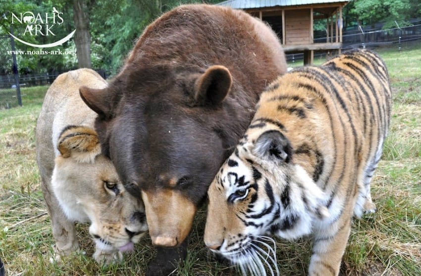 Photo credit: Noah's Ark Animal Sanctuary