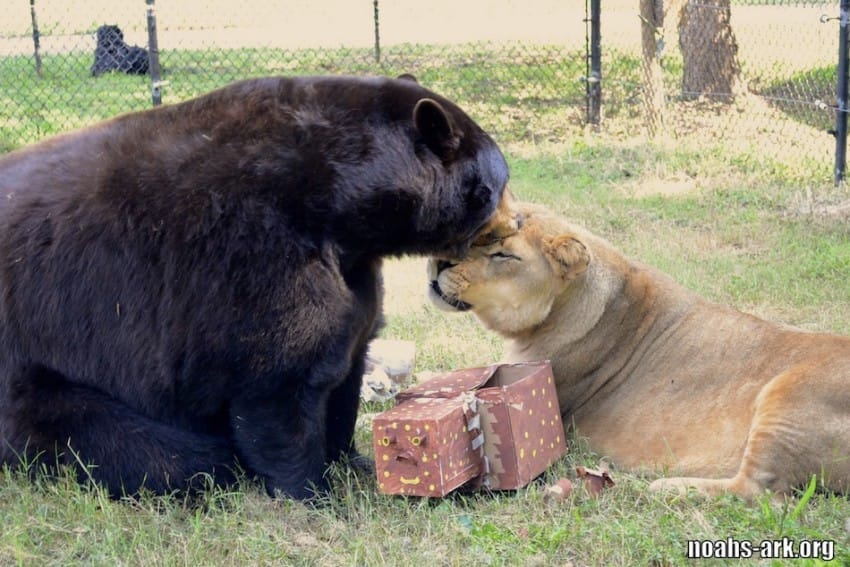 Photo credit: Noah's Ark Animal Sanctuary