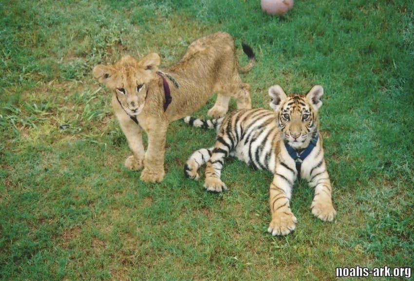 Photo credit: Noah's Ark Animal Sanctuary