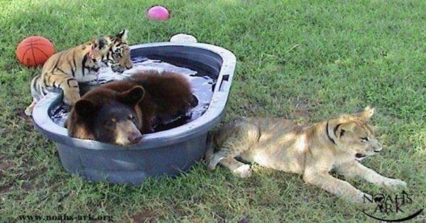 Photo credit: Noah's Ark Animal Sanctuary