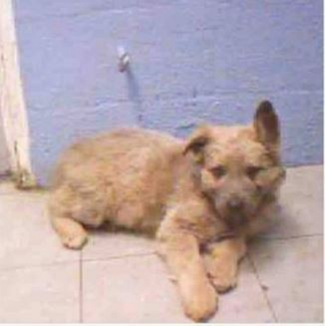 Photo credit: LOS ANGELES COUNTY ANIMAL CONTROL - LANCASTER