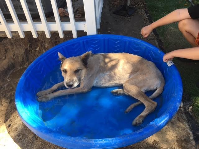 Photo credit: LOS ANGELES COUNTY ANIMAL CONTROL - LANCASTER