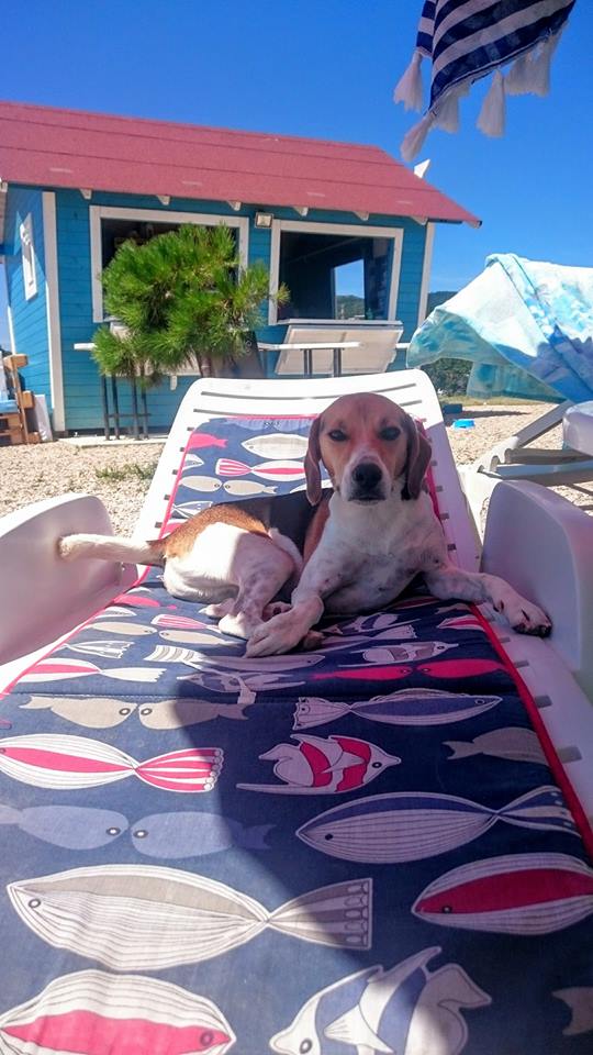 Monty's Dog Beach Bar
