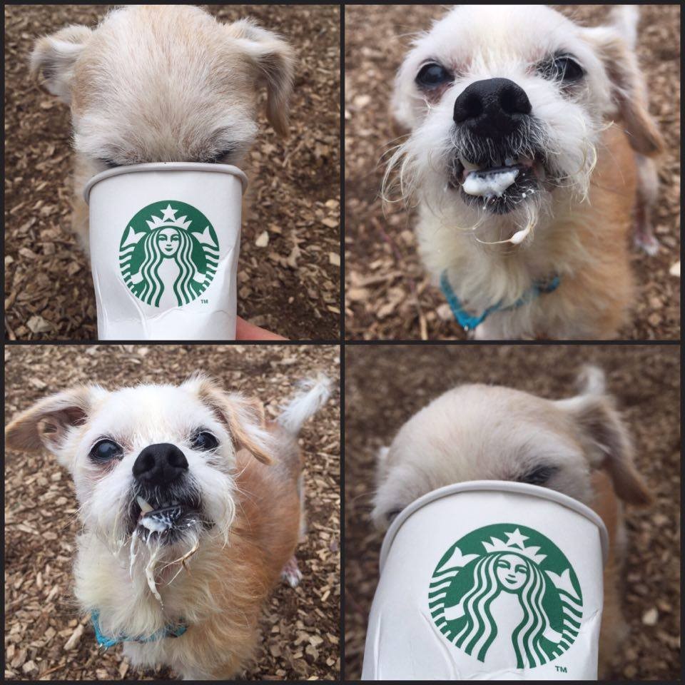 Photo credit: Kitsap Humane Society