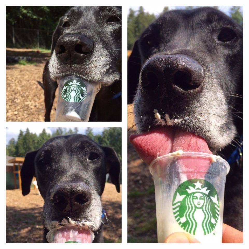 Photo credit: Kitsap Humane Society