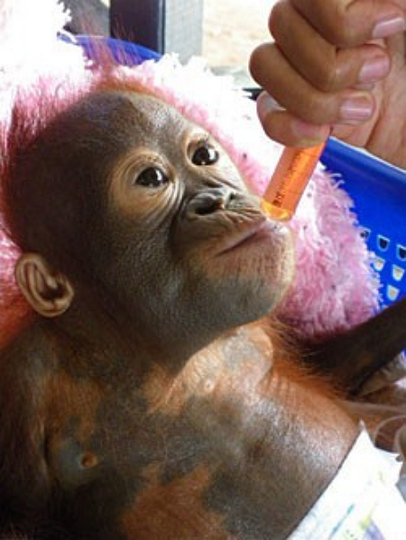 Photo credit: International Animal Rescue