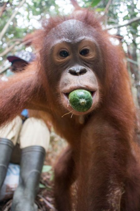 Photo credit: International Animal Rescue