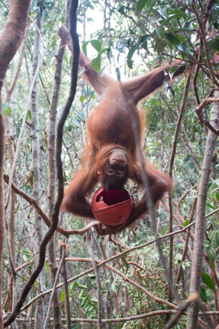 Photo credit: International Animal Rescue