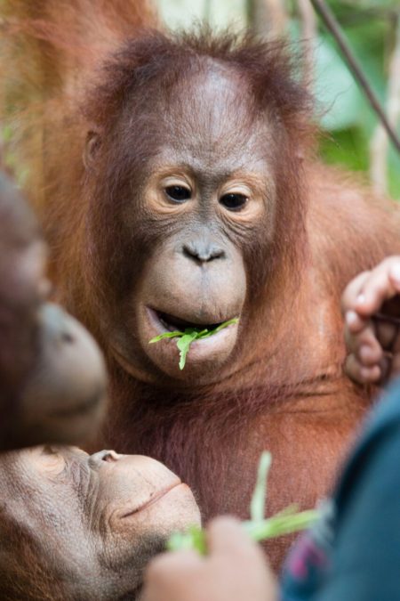 Photo credit: International Animal Rescue